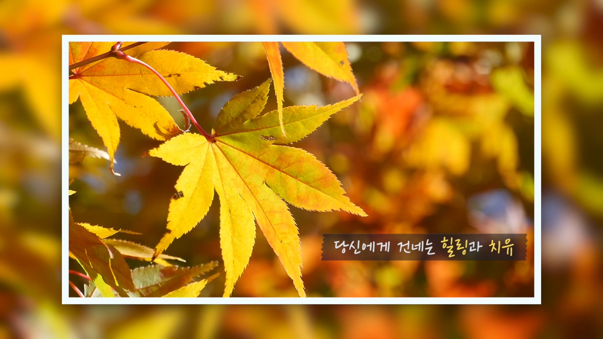 오색빛깔 보령댐의 향연